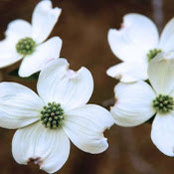 Jennifer Laherty's photo