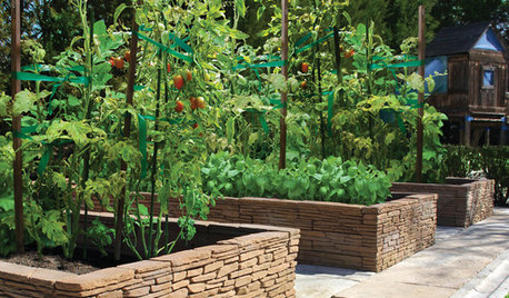 Smart Ways to Support Your Growing Tomato Plants