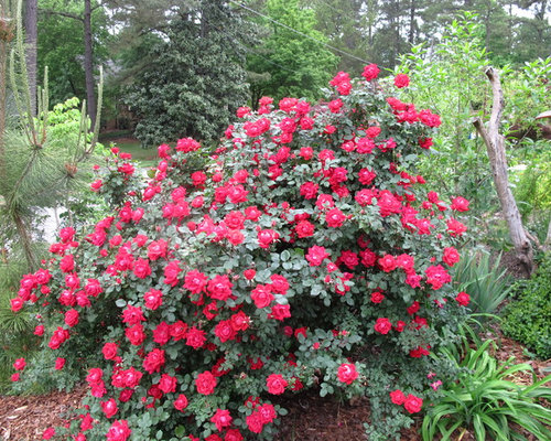 Knockout Rose Landscaping | Houzz