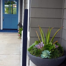 Succulents