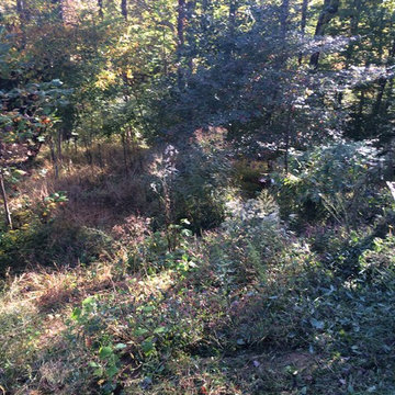Back Yard in Springfield, VA