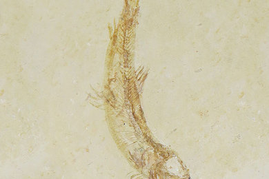 handgeschlagenes Fossil eines Fisches aus dem Jura