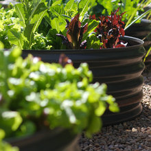 veggie garden