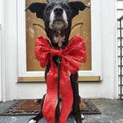 Mike Gentleman's photo