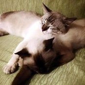Dyan Louise's photo