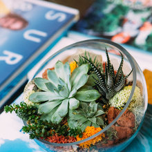 terrariums