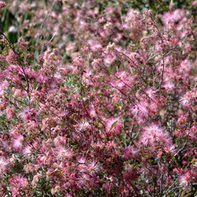 Calliandra