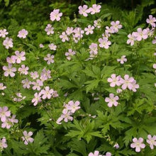 wildflowers