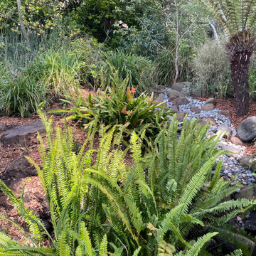 Berkeley Hills Redwood Garden