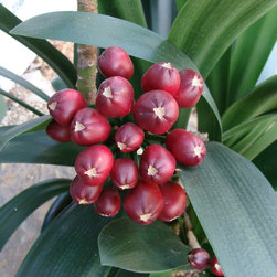 Clivia fruit - Products