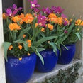A Passion for Gardens's profile photo