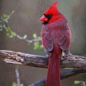 Marcel Cardinals foto
