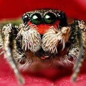 Margarida Limas foto