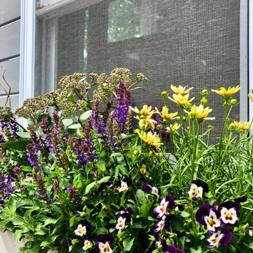 Summer Contrast Window Boxes