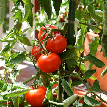 Growing Tomatoes in Containers