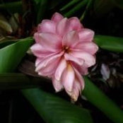 Megan Swavely's photo