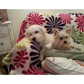 Constance Laframboise's photo