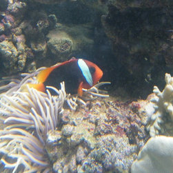 Fresh water and marine fish - Products