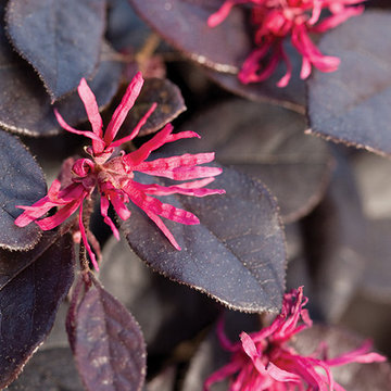 Purple Pixie® Loropetalum Weeping Loropetalum chinense 'Peack' PP#18441