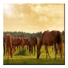 Animal Refuge