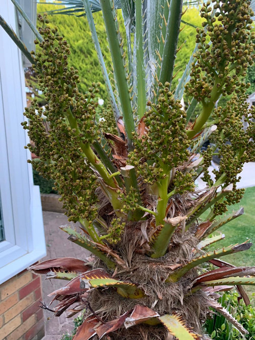 Can I regrow this tree from a cutting?