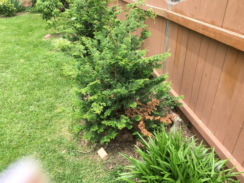 Hinoki cypress dying?