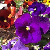Terrie Roberts's photo
