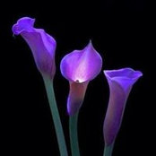 Leah Saxton's photo