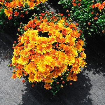 Floral Home Installations