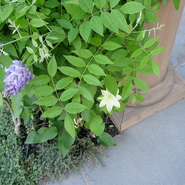 Wisteria, Clematis, and Thyme at the base of the pergola in planters cut into th