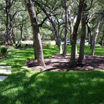 Live Oak and St. Augustine Lawn