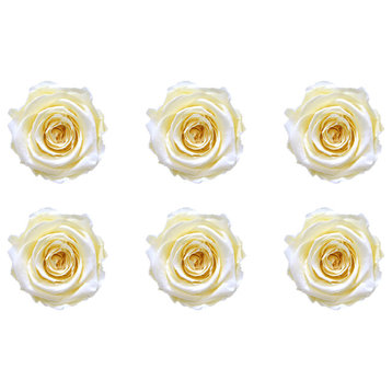 Large Preserved Roses, Set of 6, Pure White