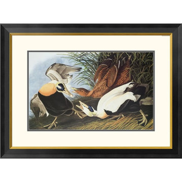 "Eider Duck" Framed Digital Print by John James Audubon, 32x24"