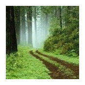 Sandi Spurgeon's photo