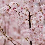 Monica Mesikapp's photo