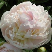 Rita Diržiūtė's photo