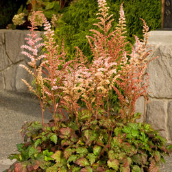 Color Flash&reg; Astilbe - Plants