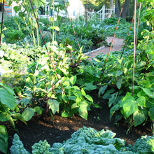 Garden for kitchen and back yard