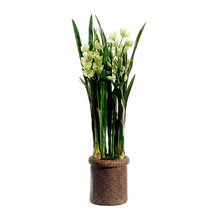 Indoor plants