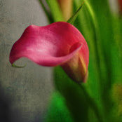 Tracy Nelson's photo