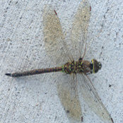 Foto von Constance Cummings