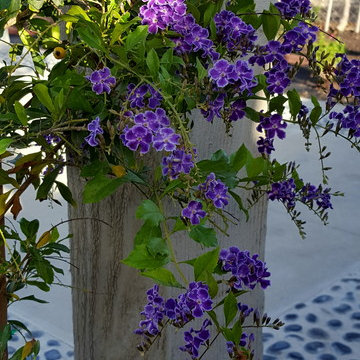 Sandy beach garden