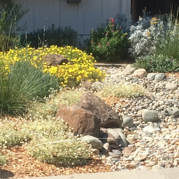 Lawn Converted into Drought Tolerant Landscape