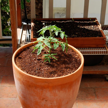 Growing Tomatoes in Containers