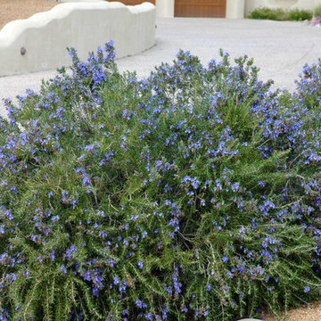 Southwestern Plants