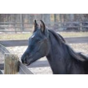 Fran Cooke's photo