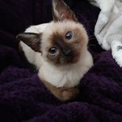 Cherie Strickland's photo