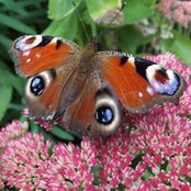 Foto von Helen Jackson