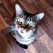 Sarah Cottrell's photo