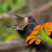 Debbie Davis Adams's photo